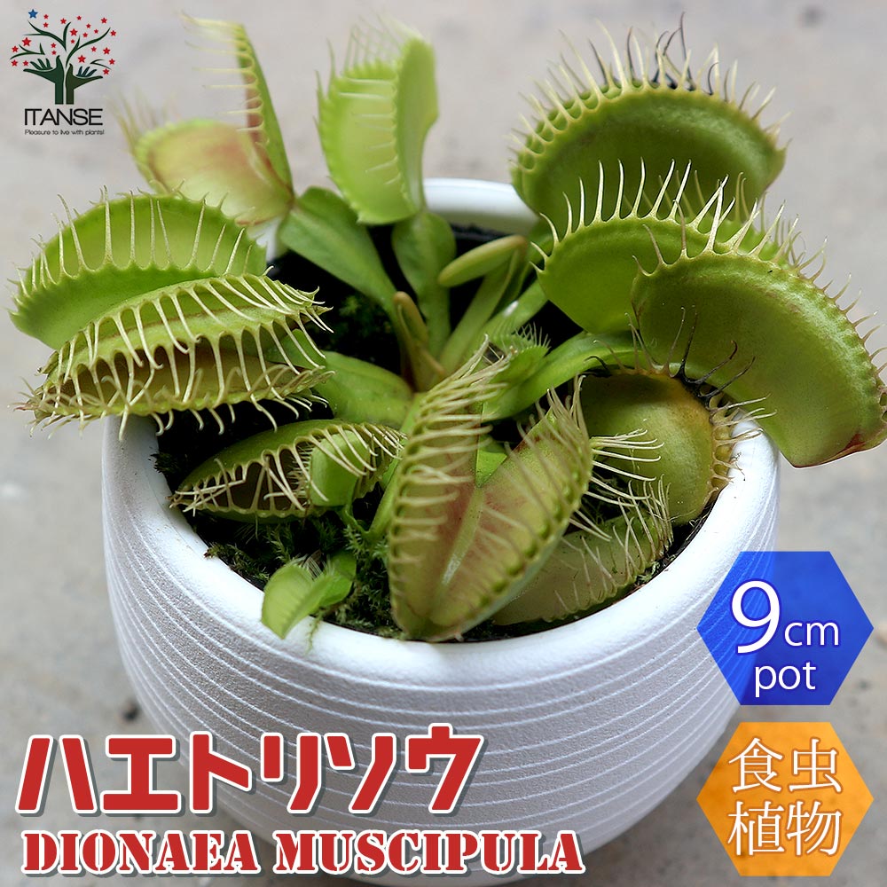 食虫植物 ハエ取草(ハエトリソウ)【観葉植物 底面給水9cmポット/1個売り】
