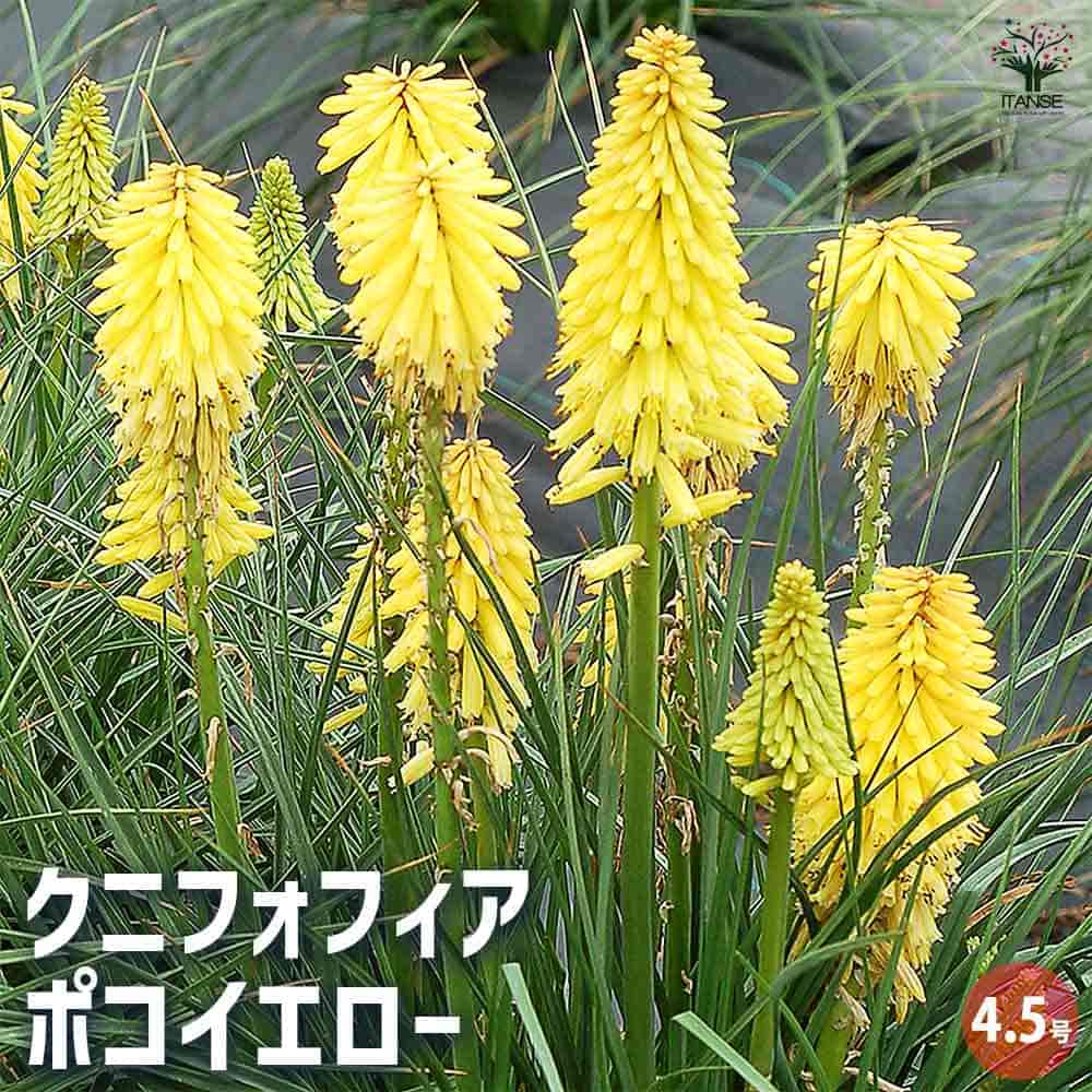 クニフォフィア(トリトマ) ポコイエロー 【花苗 4.5号】｜ 【植物の
