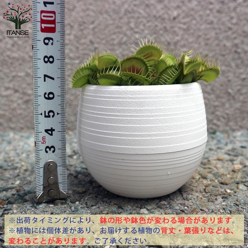 食虫植物 ハエ取草(ハエトリソウ)【観葉植物 底面給水9cmポット/1個売り】