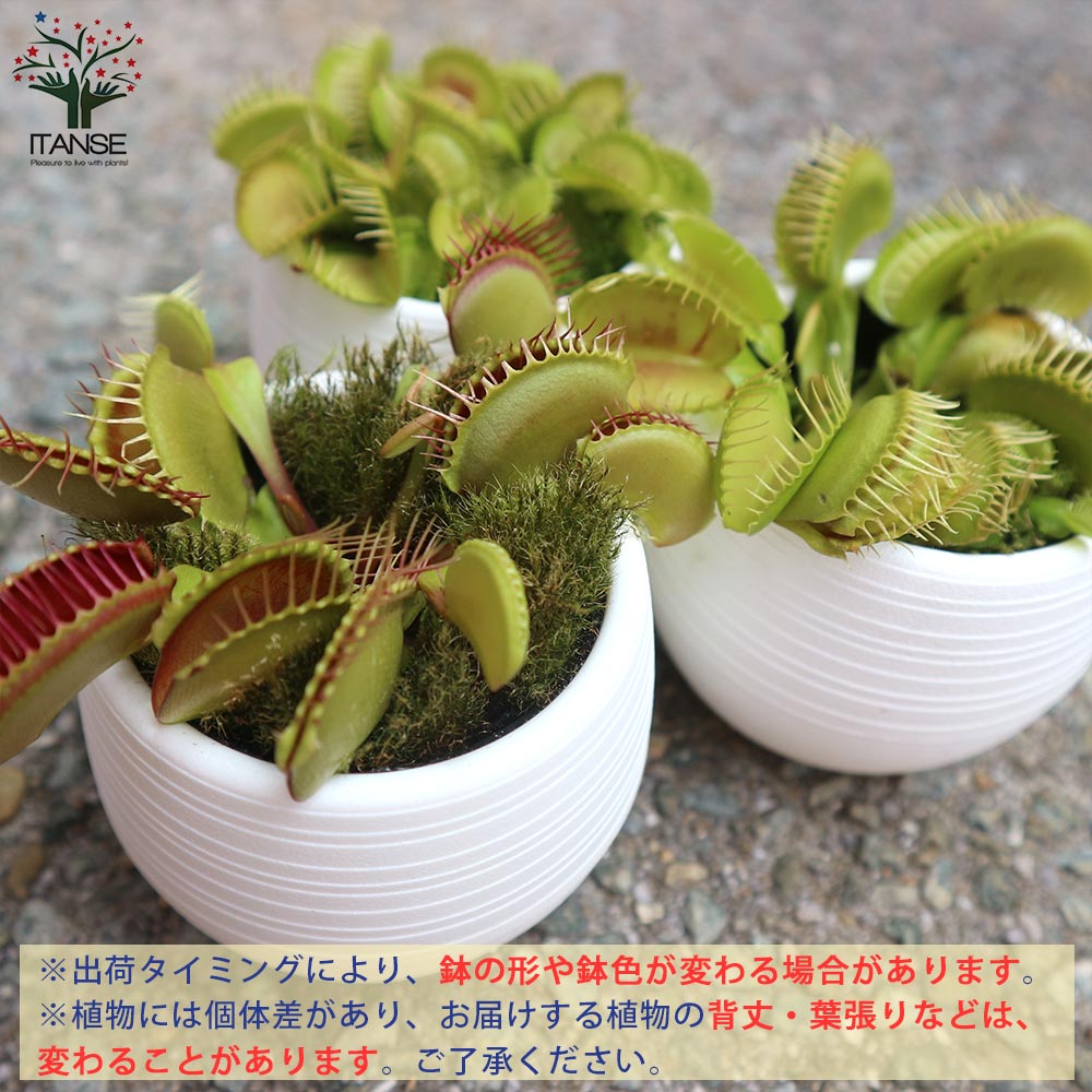 食虫植物 ハエ取草(ハエトリソウ)【観葉植物 底面給水9cmポット/1個売り】