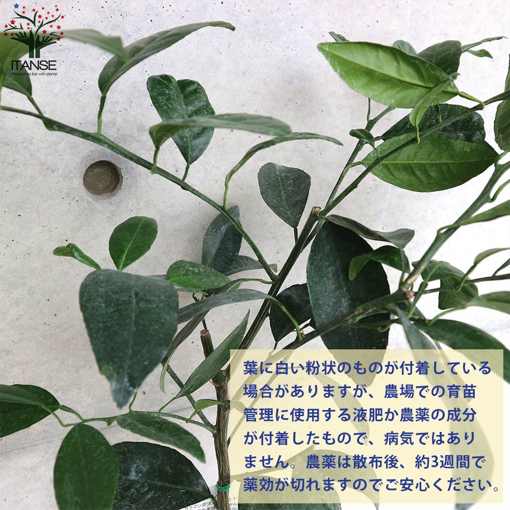 南津海なつみ【3年生】（接ぎ木・素掘り）