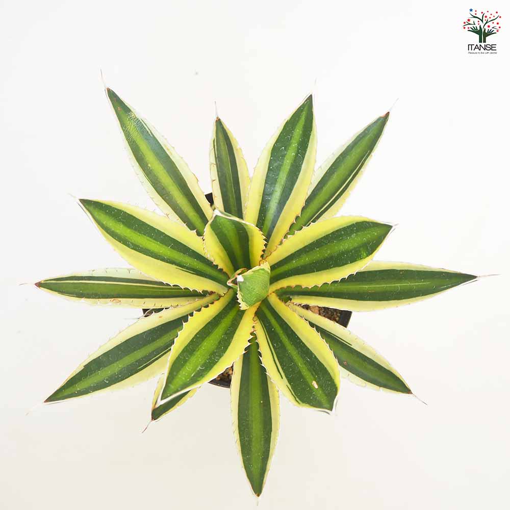 中型サボテン 緑色と黄色のトゲ 中型サボテン 緑色と黄色のトゲ