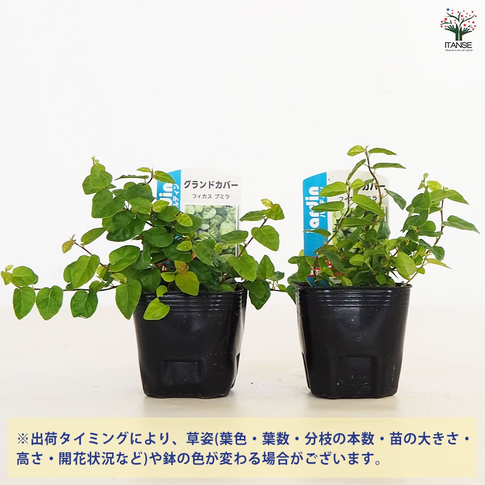 フィカス プミラ(緑葉)2個～ 【観葉植物 3号】｜ 【植物のITANSE