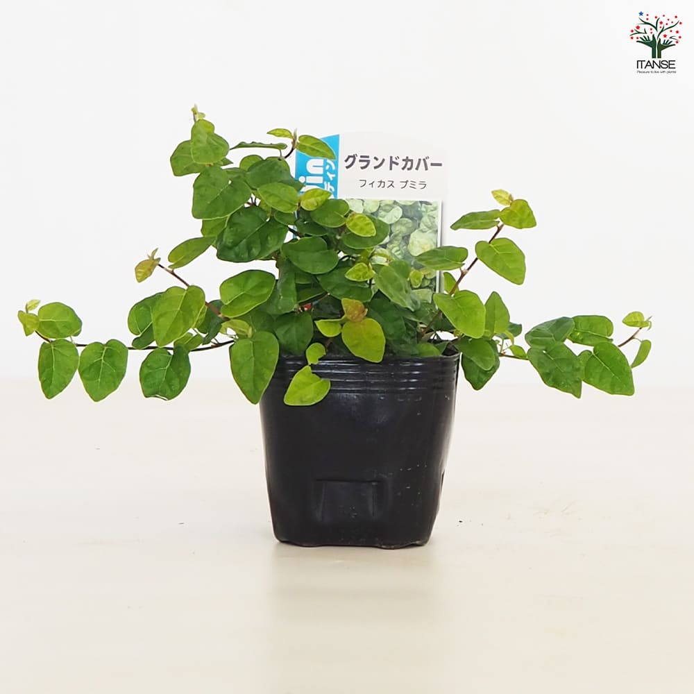 フィカス プミラ(緑葉)2個～ 【観葉植物 3号】｜ 【植物の