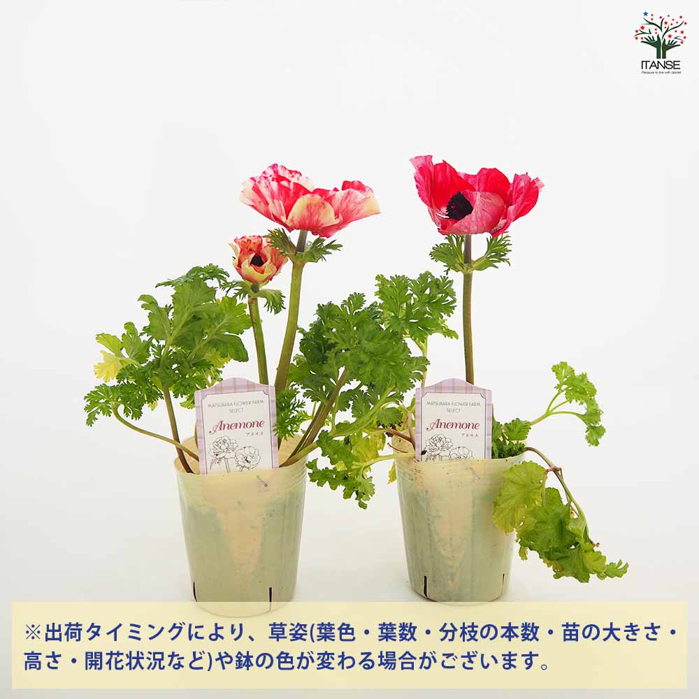 アネモネ ミストラル ティグレ 【花苗 3号】｜ 【植物のITANSE