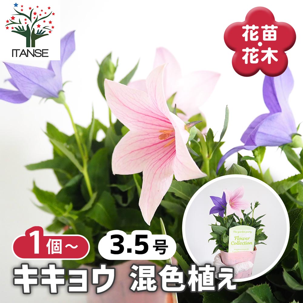 桔梗の苗 混色植え 【花苗 3.5号】｜ 【植物のITANSE