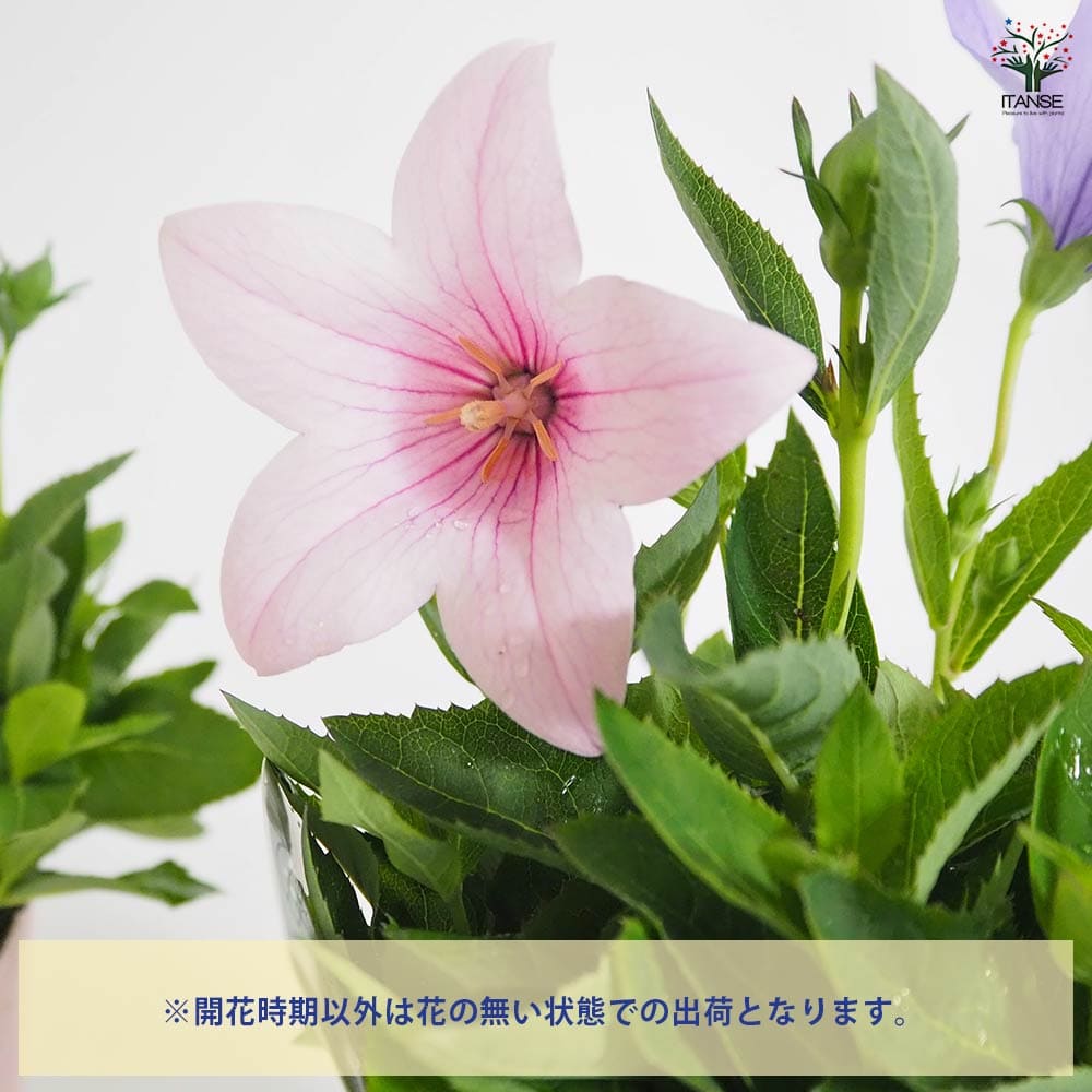 苗ページです！ 桔梗の苗 混色植え 【花苗 3.5号】｜ 【植物のITANSE