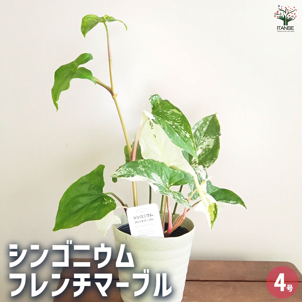 シンゴニューム(シンゴニウム) フレンチマーブル 【観葉植物 4号