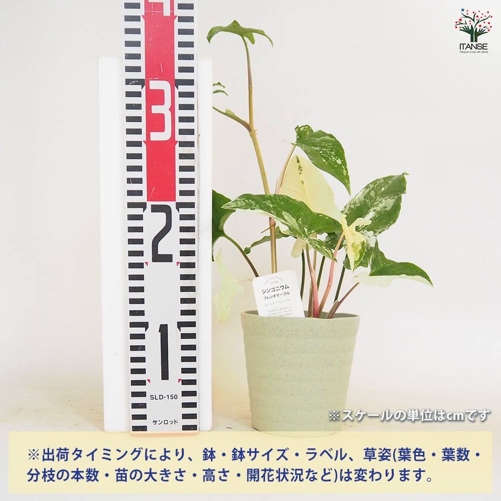 シンゴニューム(シンゴニウム) フレンチマーブル 【観葉植物 4号】