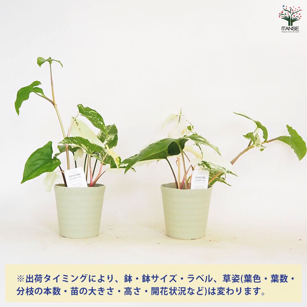 シンゴニューム(シンゴニウム) フレンチマーブル 【観葉植物 4号