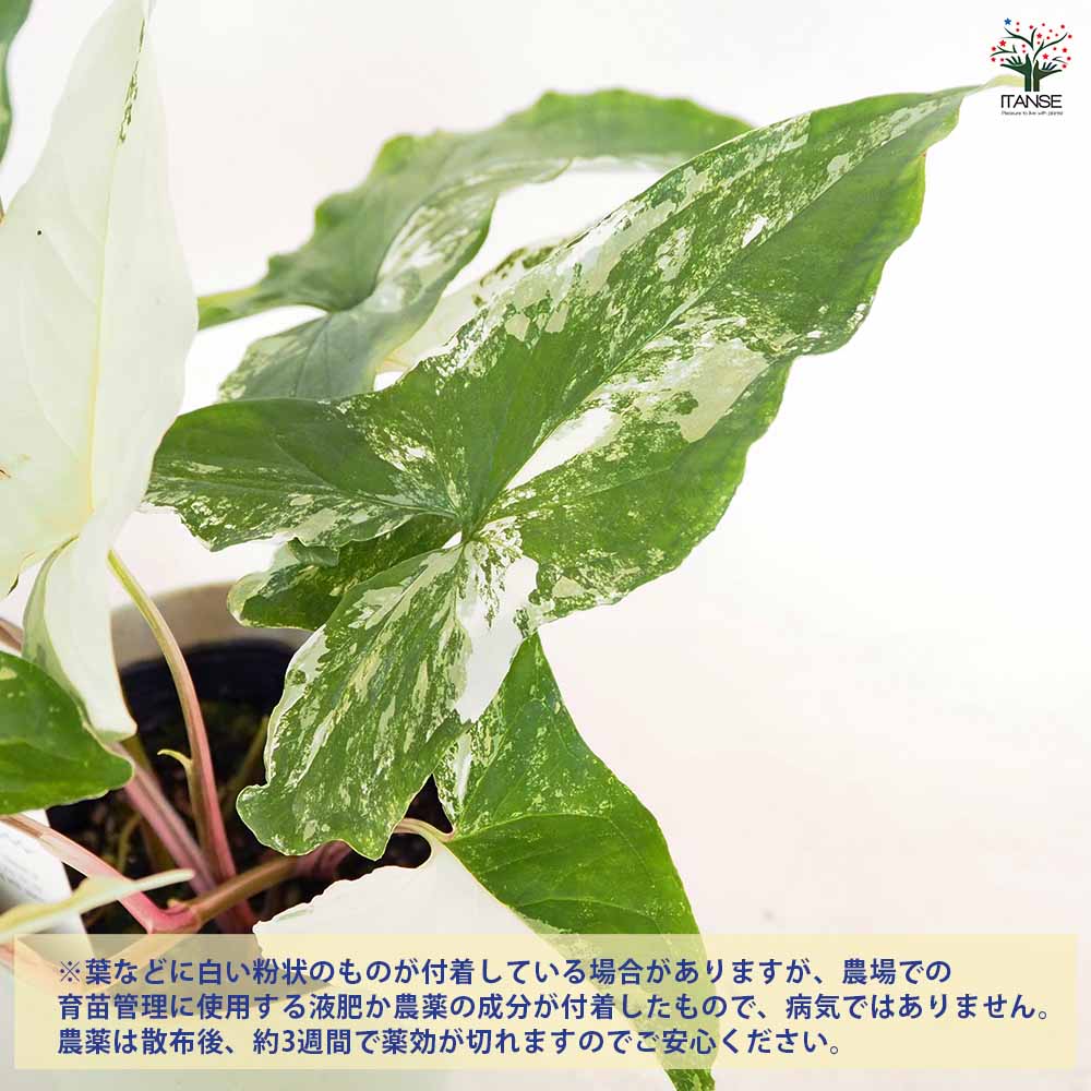 シンゴニューム　フレンチマーブル　第４種発送 シンゴニューム(シンゴニウム) フレンチマーブル 【観葉植物 4号