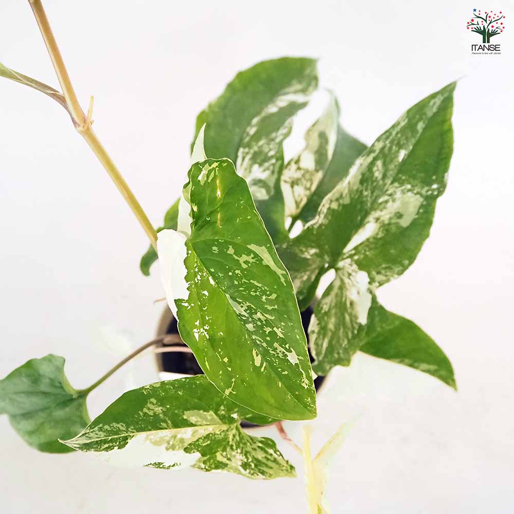 シンゴニューム(シンゴニウム) フレンチマーブル 【観葉植物 4号】