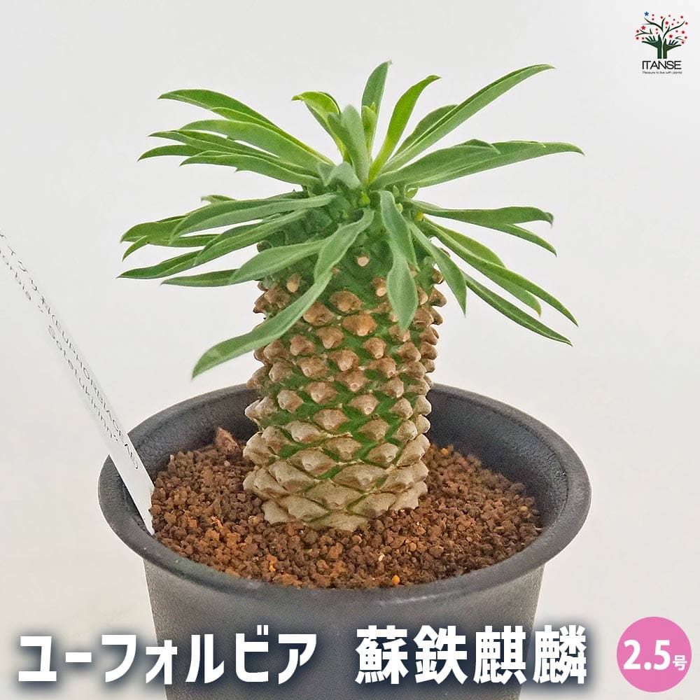 ユーフォルビア 蘇鉄麒麟 【多肉植物 2.5号/1個売り】| 【植物 ユーフォルビア 蘇鉄麒麟 【多肉植物 2.5号/1個売り】| 【植物