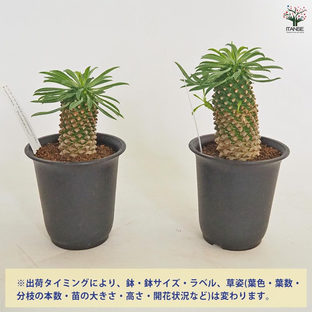 ユーフォルビア　峨眉山　大株　蘇鉄麒麟セット パイナップルコーン 蘇鉄麒麟 ユーフォルビア峨眉山鉄甲 多肉