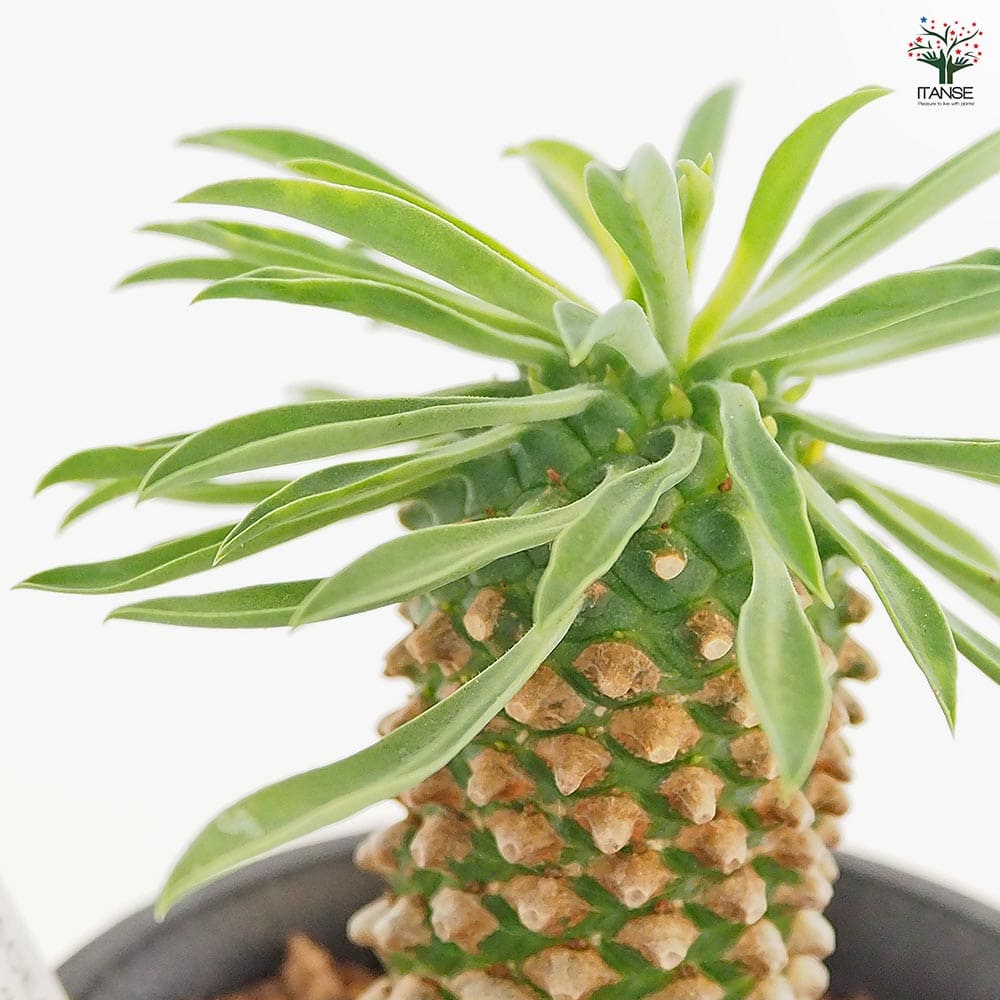 ユーフォルビア 蘇鉄麒麟 【多肉植物 2.5号／1個売り】｜ 【植物