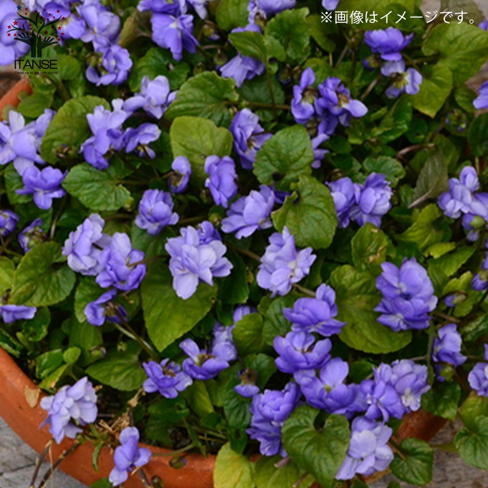 Itanse良品ｾﾚｸﾄ通販