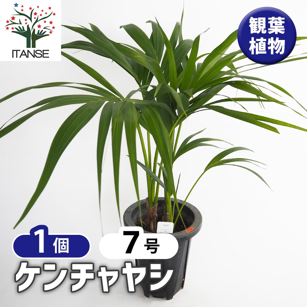 ケンチャヤシ 【観葉植物 7号／1個売り】｜ 【植物の