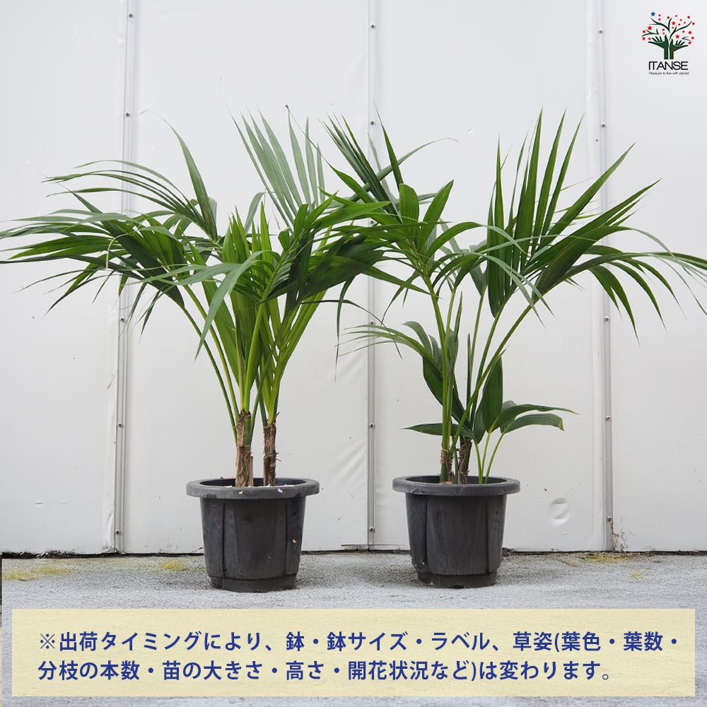 けんちゃんヤシ。観葉植物。鉢ごと無料で発送致しますいたします。 けんちゃんヤシ。観葉植物。鉢ごと無料で発送致しますいたします。