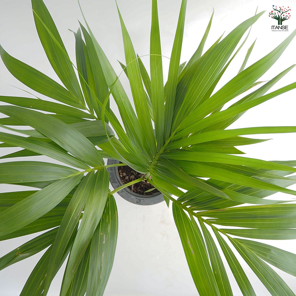 スクエア陶器ケンチャヤシ 7号 現品 130センチ HAKUSAN SHOP TOKYO