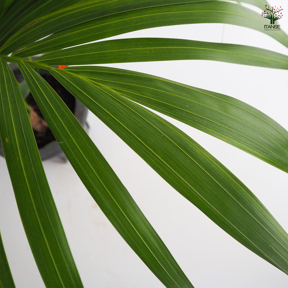 ケンチャヤシ 【観葉植物 7号／1個売り】｜ 【植物のITANSE