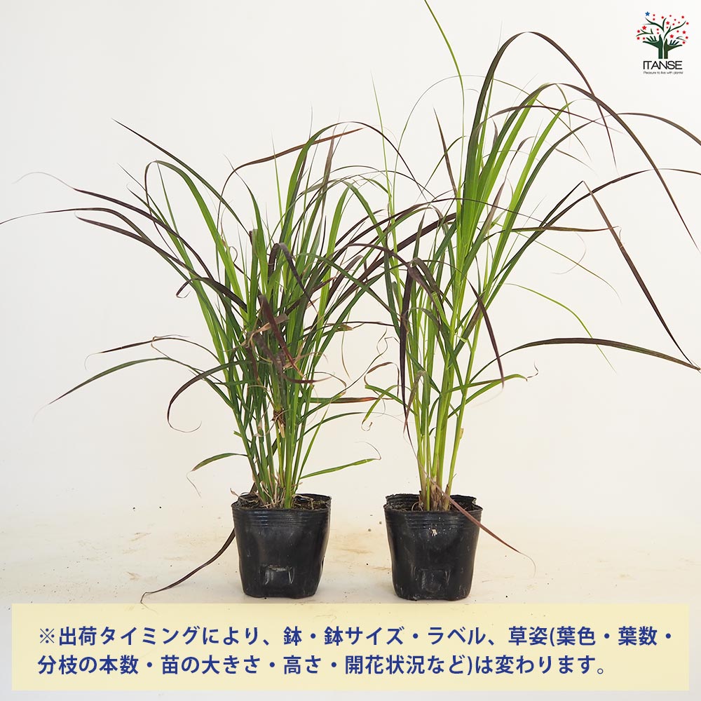 パープルファウンテングラス 主木 【花木苗 3号】｜ 【植物の