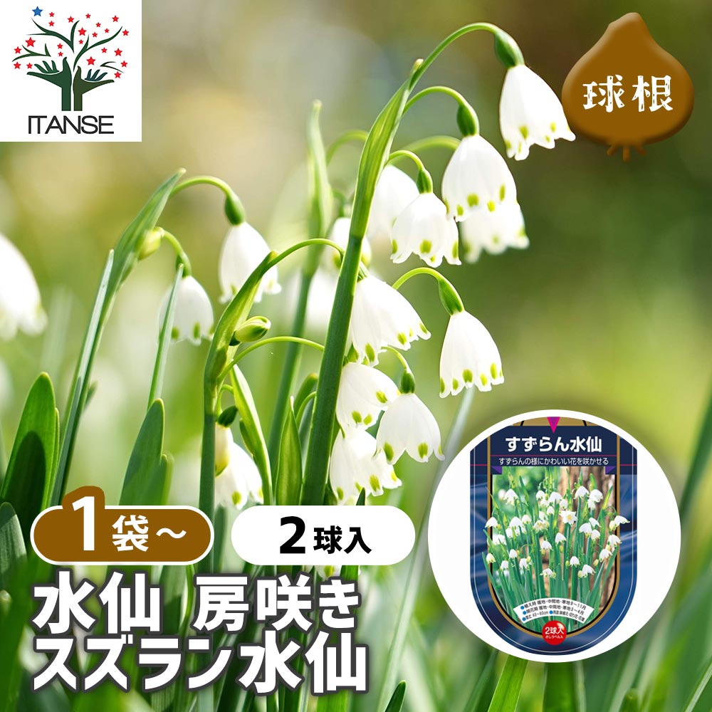 メイテル様 確認用 水仙 超多弁咲き 1球根 ② 水仙球根 特殊咲