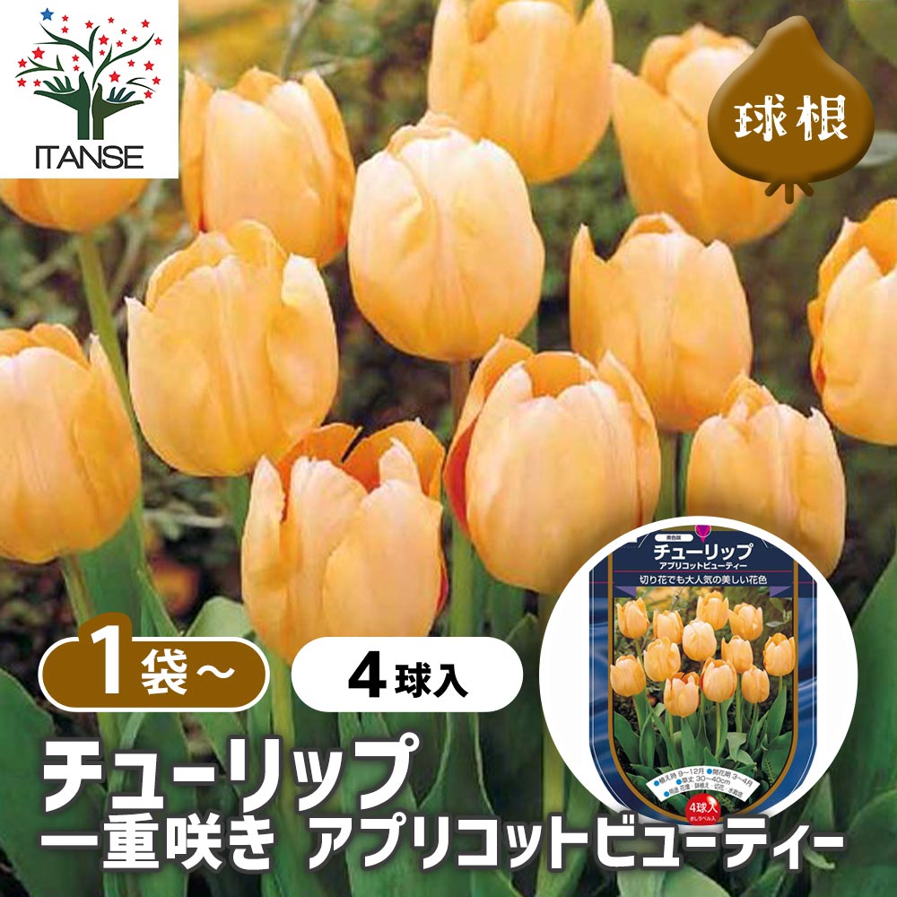 チューリップ 一重咲き アプリコットビューティー