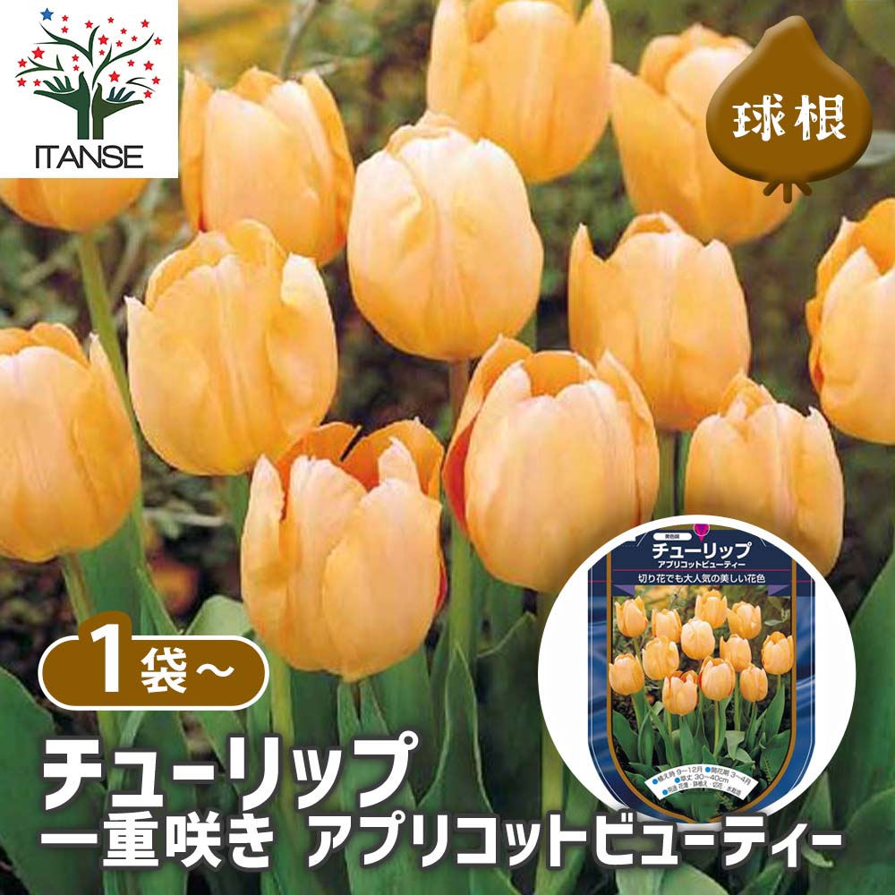 チューリップ 一重咲き アプリコットビューティー