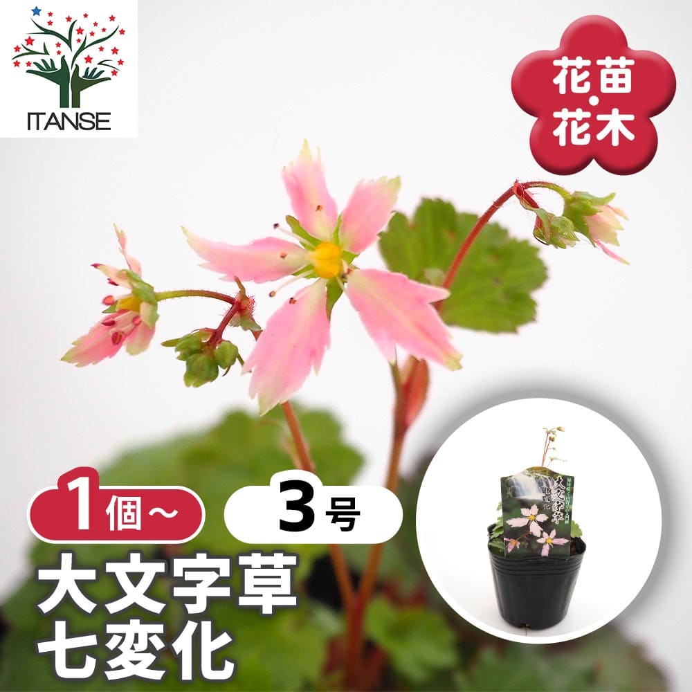 大文字草(ダイモンジソウ) 七変化 【花苗 3号】