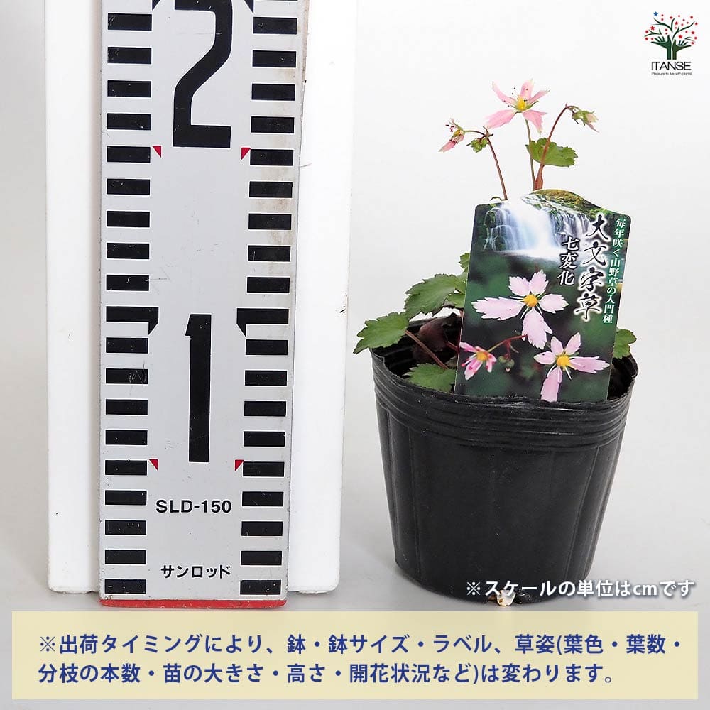 大文字草(ダイモンジソウ) 七変化 【花苗 3号】