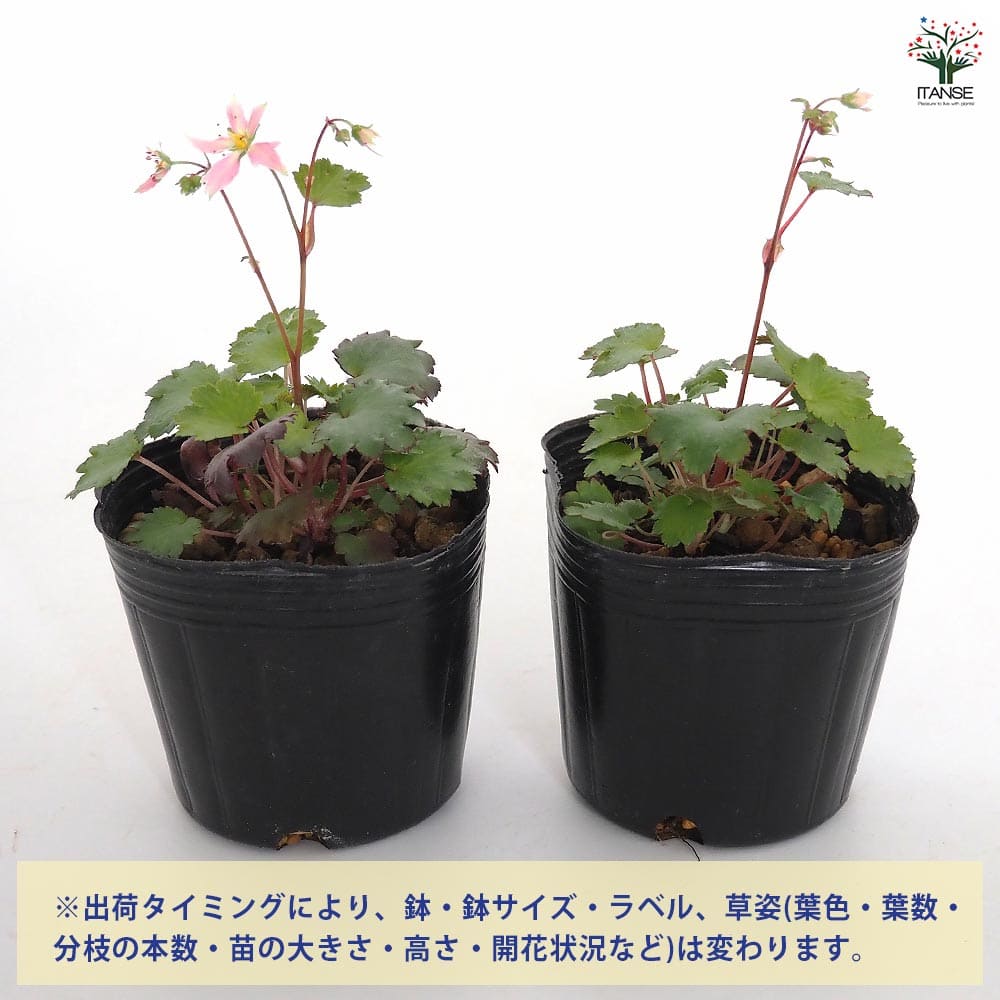 大文字草(ダイモンジソウ) 七変化 【花苗 3号】