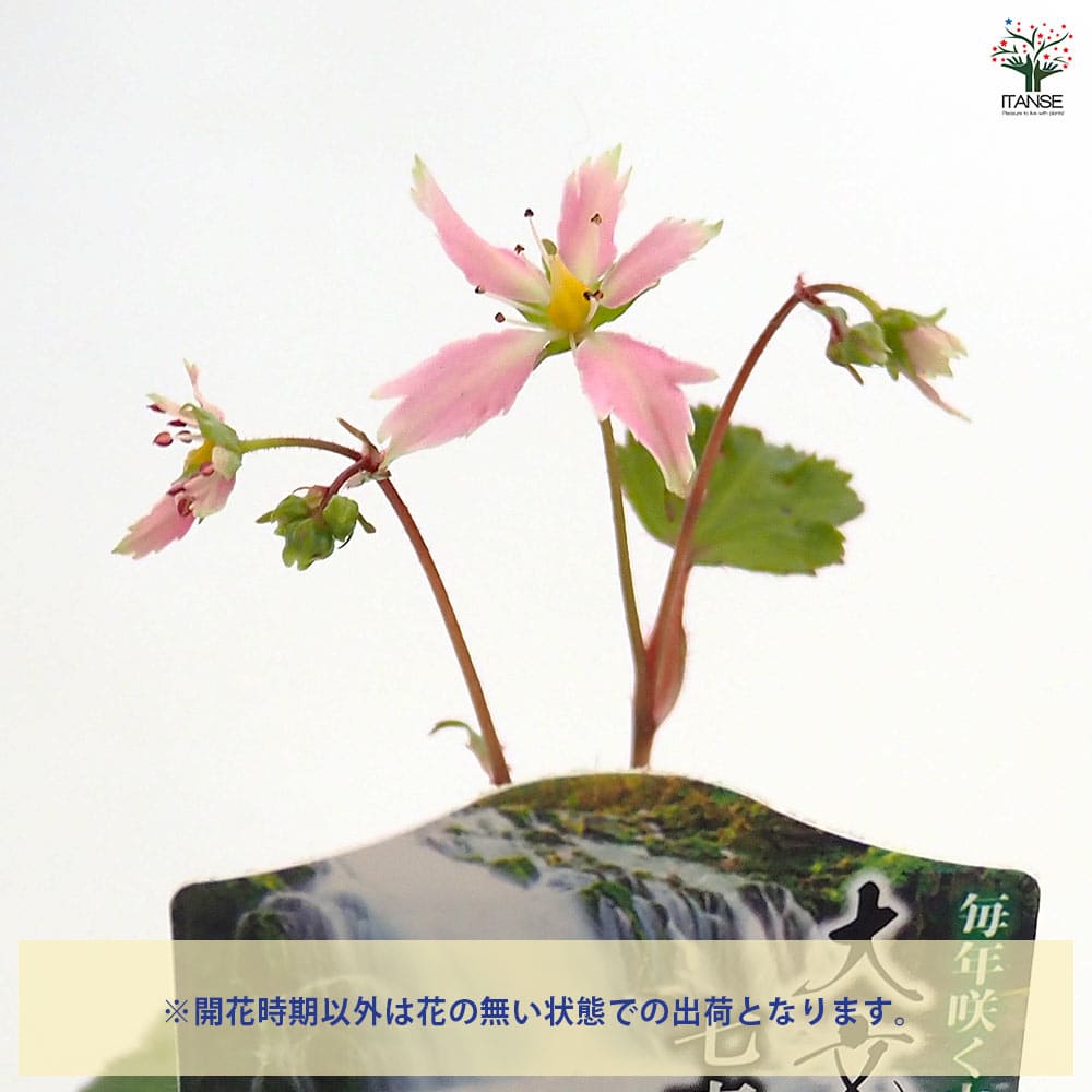 大文字草(ダイモンジソウ) 七変化 【花苗 3号】