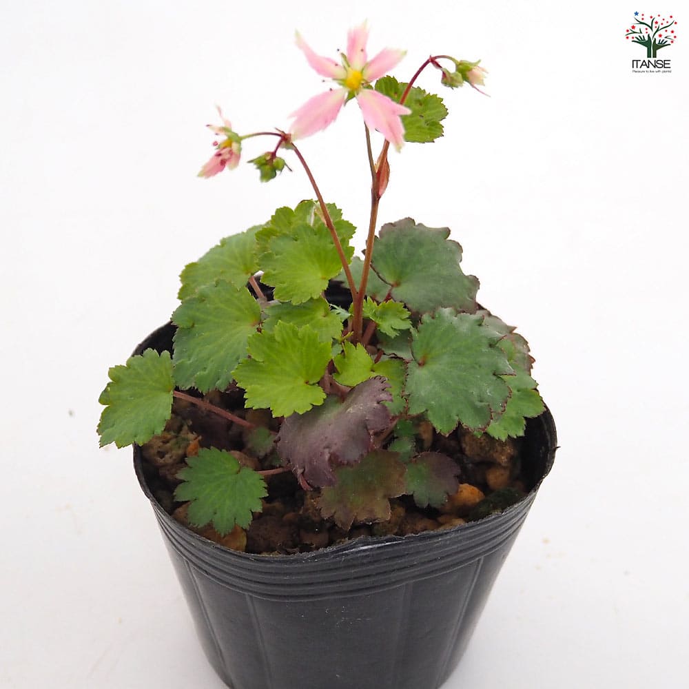 大文字草(ダイモンジソウ) 七変化 【花苗 3号】｜ 【植物の