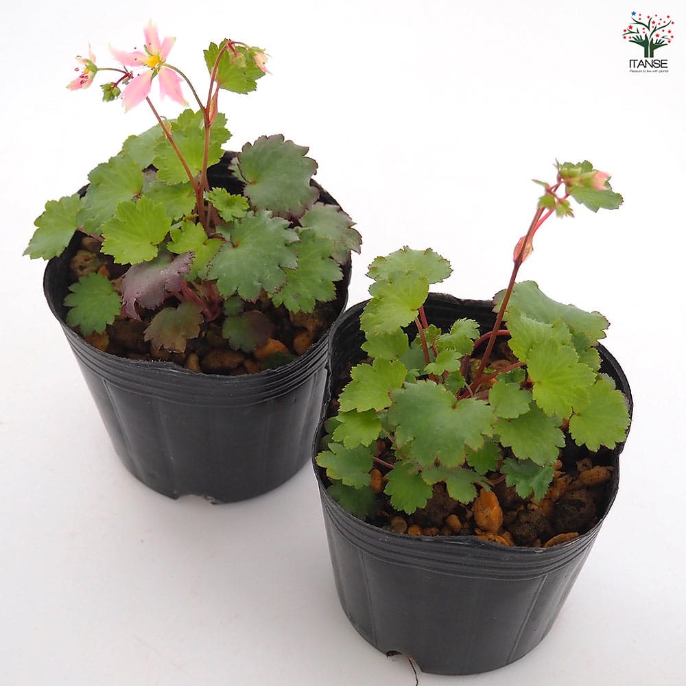 大文字草(ダイモンジソウ) 七変化 【花苗 3号】