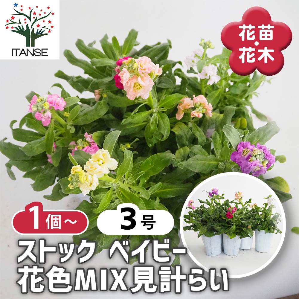 ストック ベイビー混合2個~ 【花苗 3号】