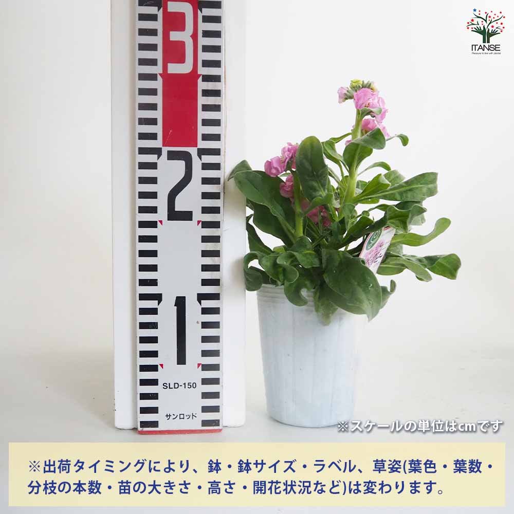 ストック ベイビー混合2個~ 【花苗 3号】