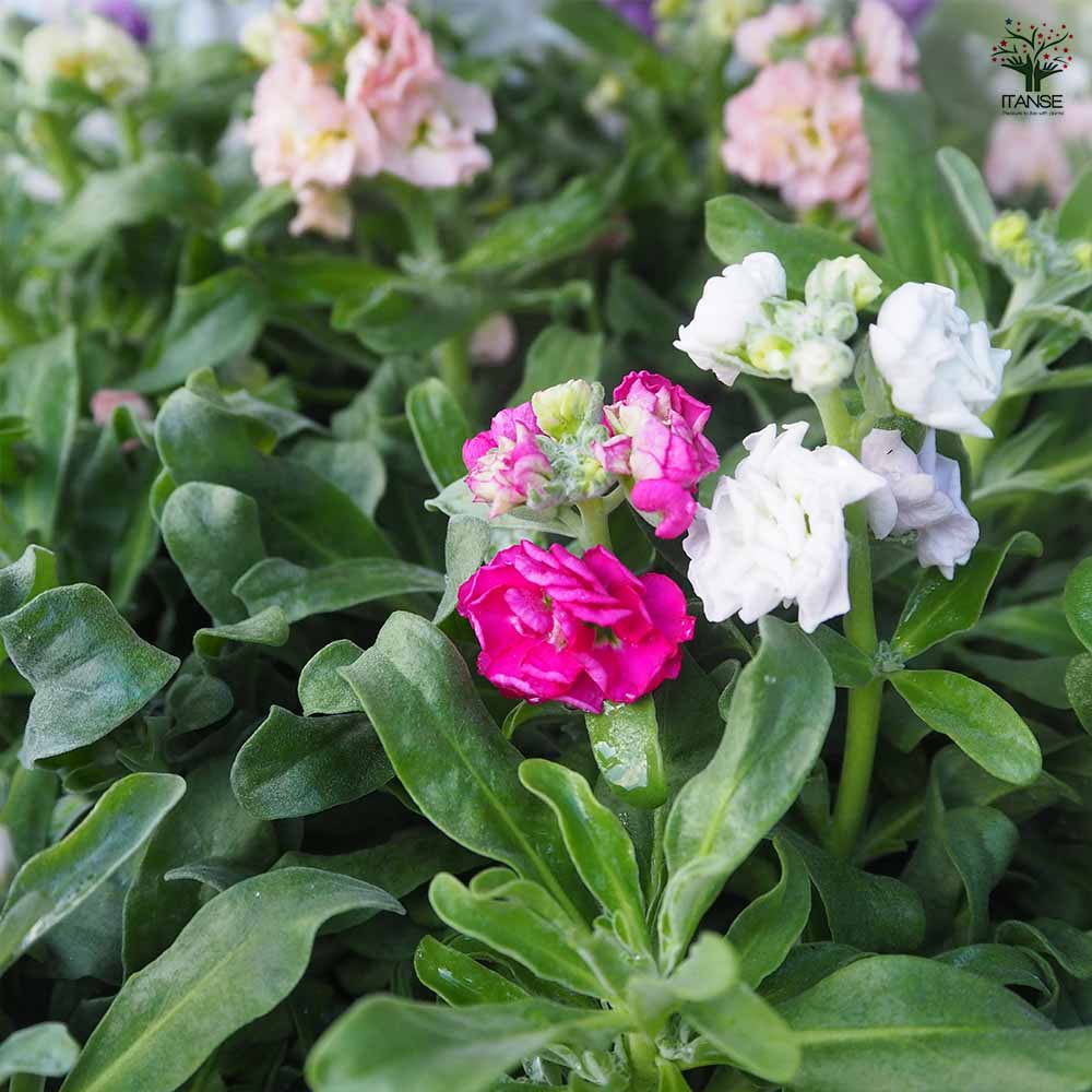 ストック ベイビー混合2個~ 【花苗 3号】