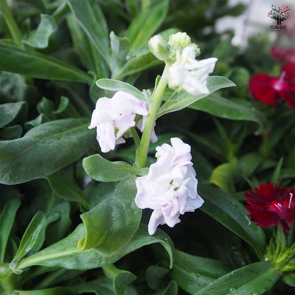 ストック ベイビー混合2個~ 【花苗 3号】