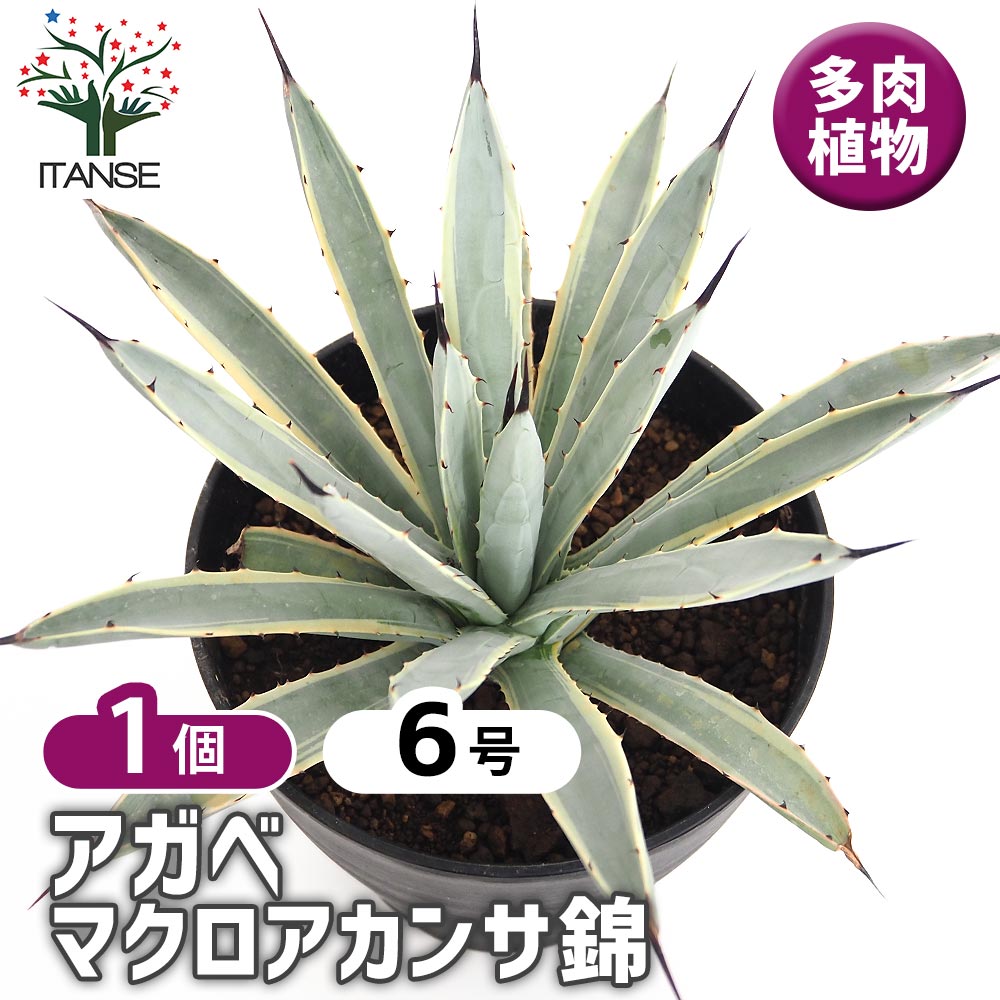 アガベ マクロアカンサ錦 【多肉植物 6号／1個売り】｜ 【植物の