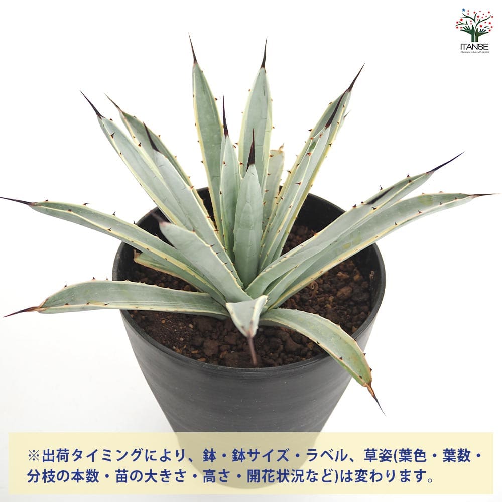 アガベ マクロアカンサ錦 【多肉植物 6号／1個売り】｜ 【植物の