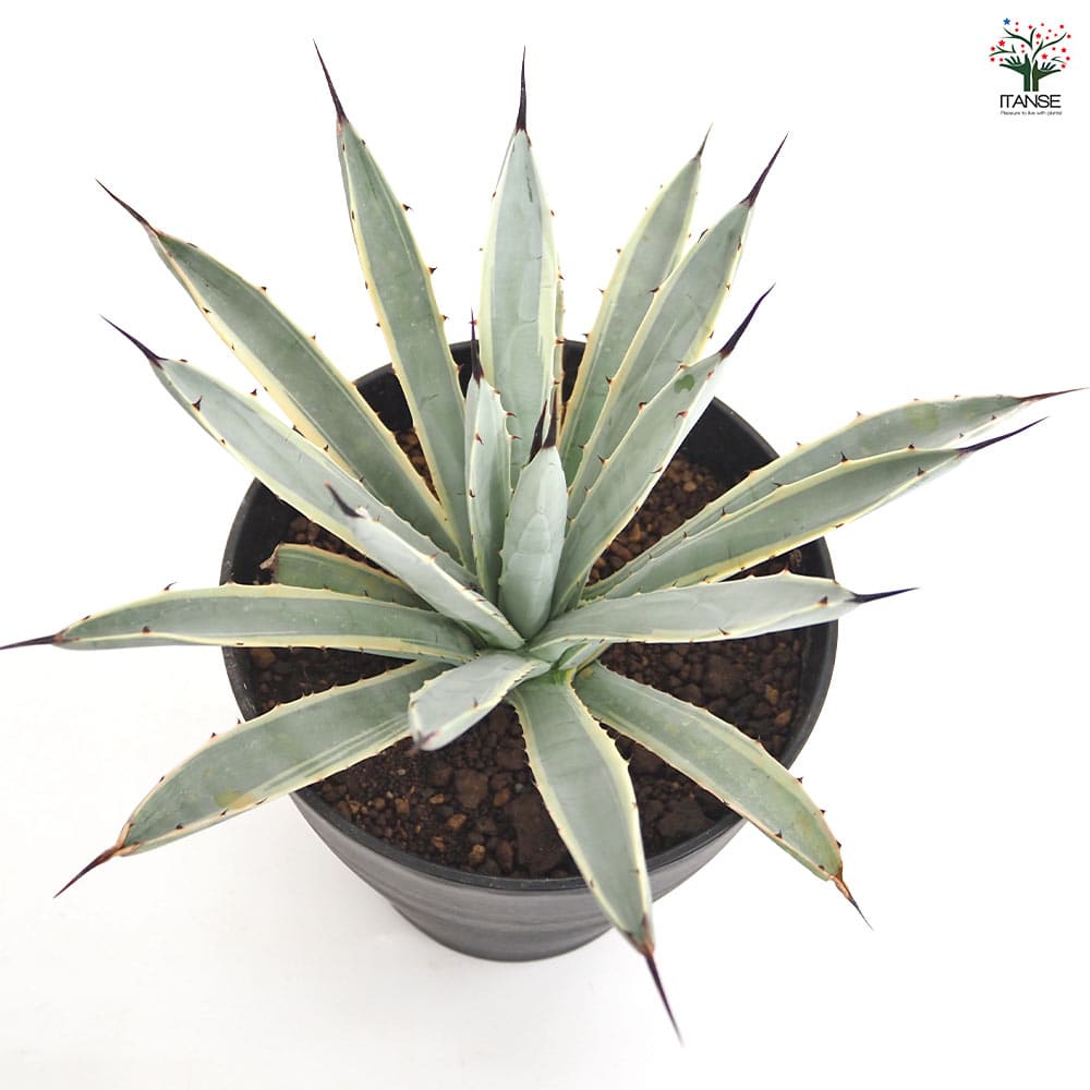 アガベ マクロアカンサ錦 中縞斑　　大株 アガベ マクロアカンサ錦 中縞斑 大株 アガベ マクロアカンサ錦 中縞斑