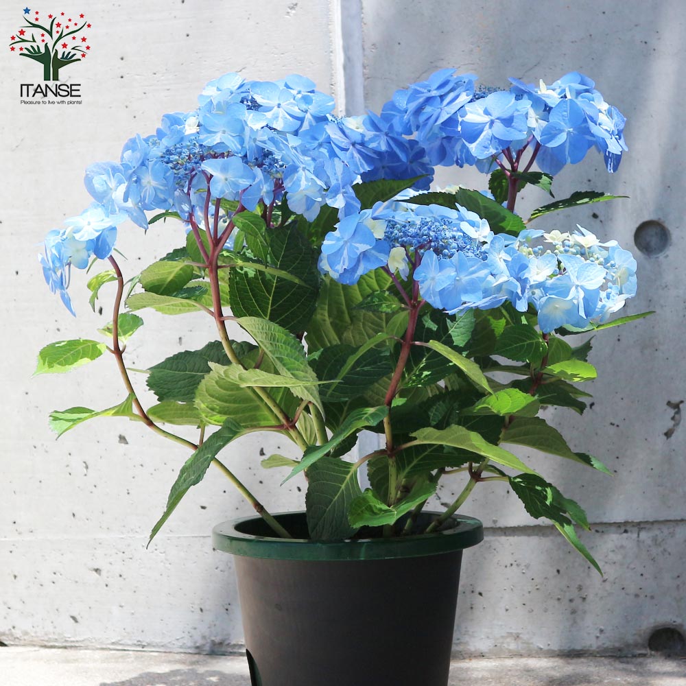 アジサイ サニーデイズ ブルー【花苗5号鉢／1個売り】｜ 【植物の