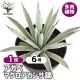アガベ マクロアカンサ錦 【多肉植物 6号／1個売り】|多肉植物