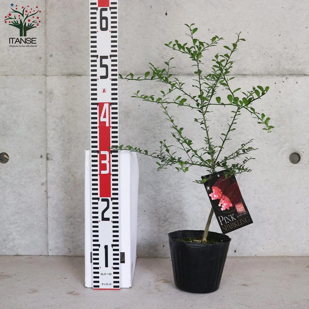 フィンガーライムの苗木 ピンクスパークリング【果樹の苗木 4.5号 接木苗／1個売り】