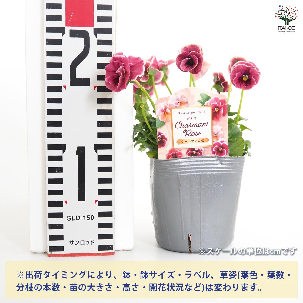 うえたコレクション パンジー・ビオラ シャルマンロゼ2個～ 【花苗 3.5号】