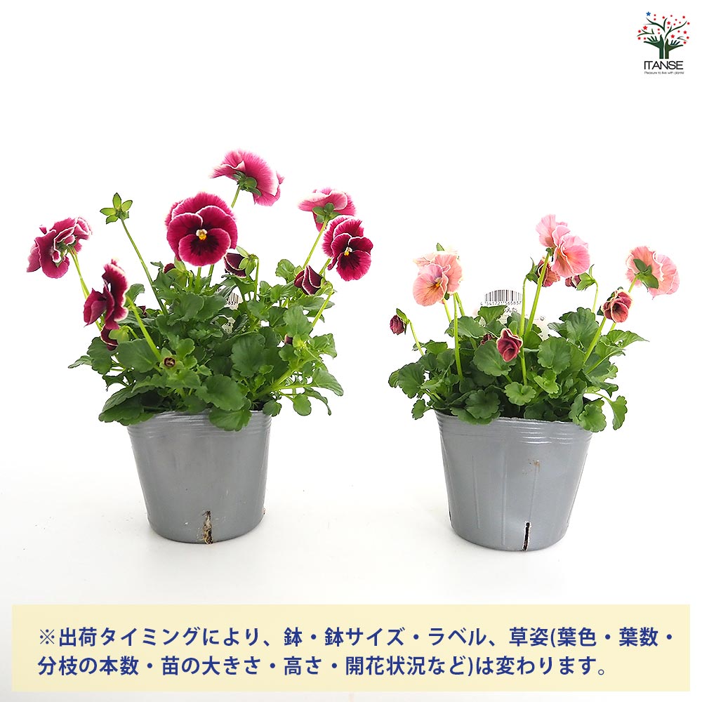 うえたコレクション パンジー・ビオラ シャルマンロゼ2個～ 【花苗 3.5号】