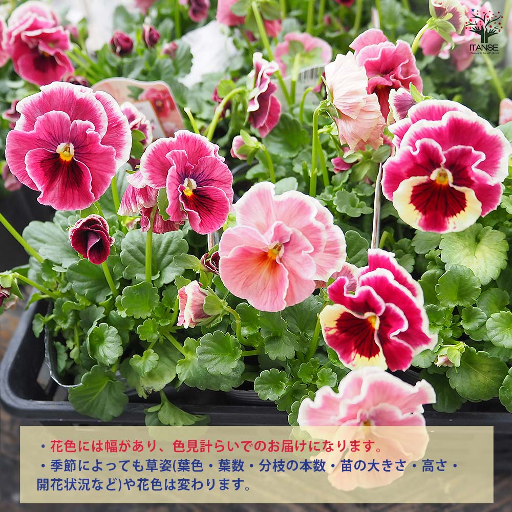 うえたコレクション パンジー・ビオラ シャルマンロゼ2個～ 【花苗 3.5号】