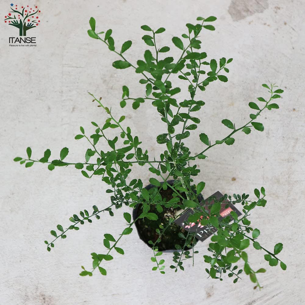 フィンガーライムの苗木 ピンクスパークリング【果樹の苗木 4.5号 接木苗／1個売り】