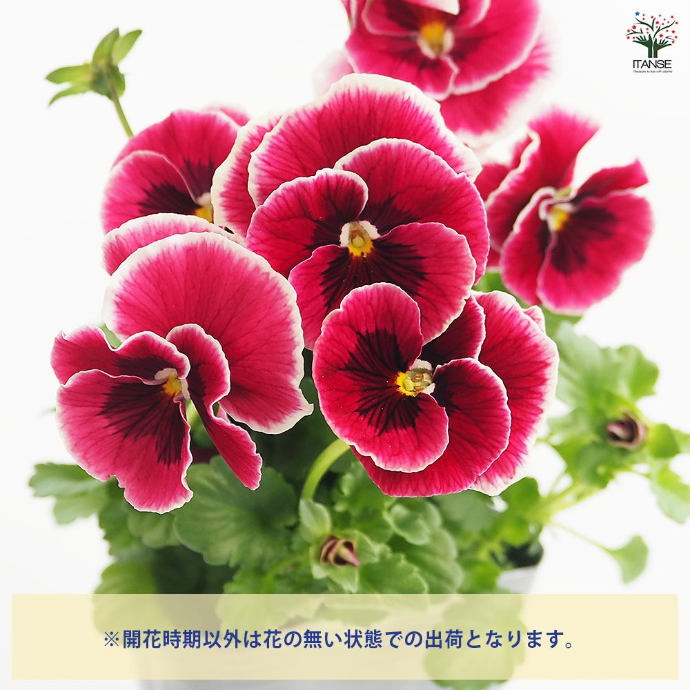 うえたコレクション パンジー・ビオラ シャルマンロゼ2個～ 【花苗 3.5号】