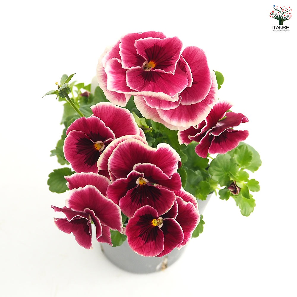 うえたコレクション パンジー・ビオラ シャルマンロゼ2個～ 【花苗 3.5